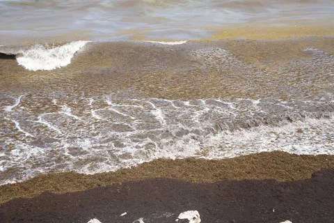 Sargazo — PLAYA LOS PATOS (Sur)